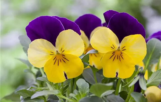 Fleur primeur - zarte Frühlingsgrüße aus dem Blumengarten Fleur primeur - zarte Frühlingsgrüße aus dem Blumengarten