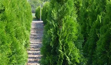 Bösen GmbH & Co.KG Bösen GmbH & Co.KG