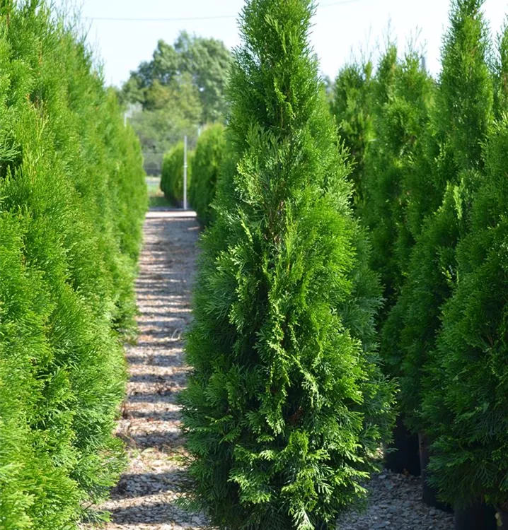 Thuja occ. 'Smaragd' Thuja occ. 'Smaragd'