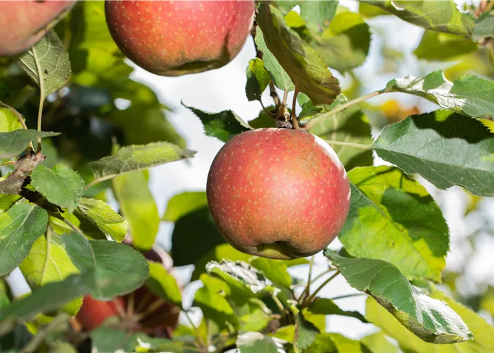 Obstbäume- & Beerenobst