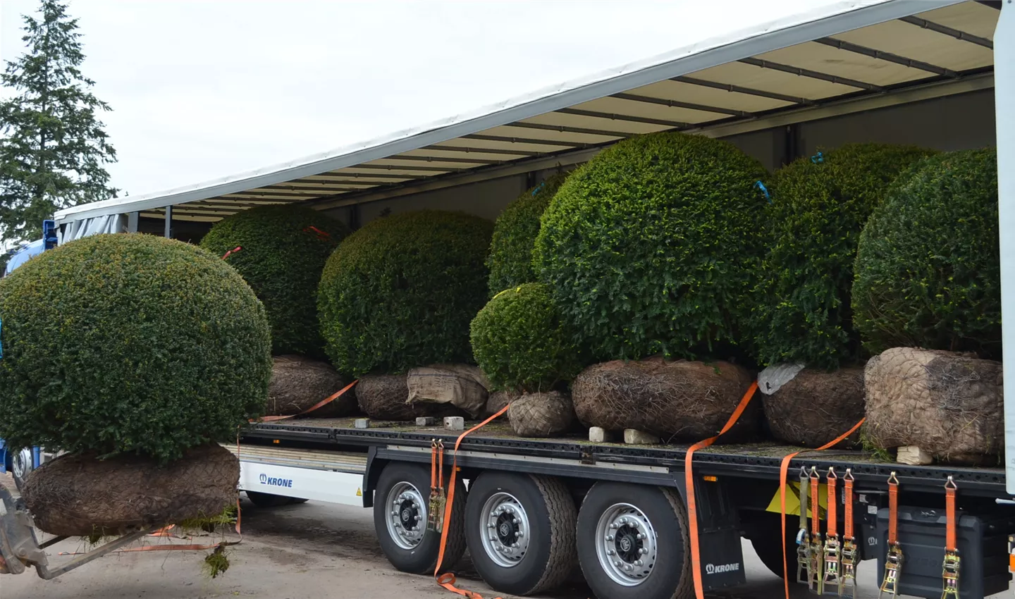 Verladung Taxus baccata Kugeln (10).JPG