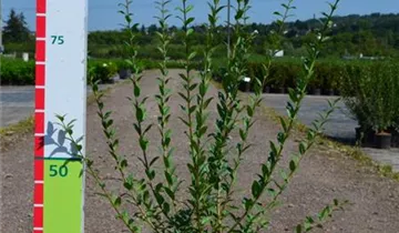 Zum Vergrößern klicken Bildvorschau