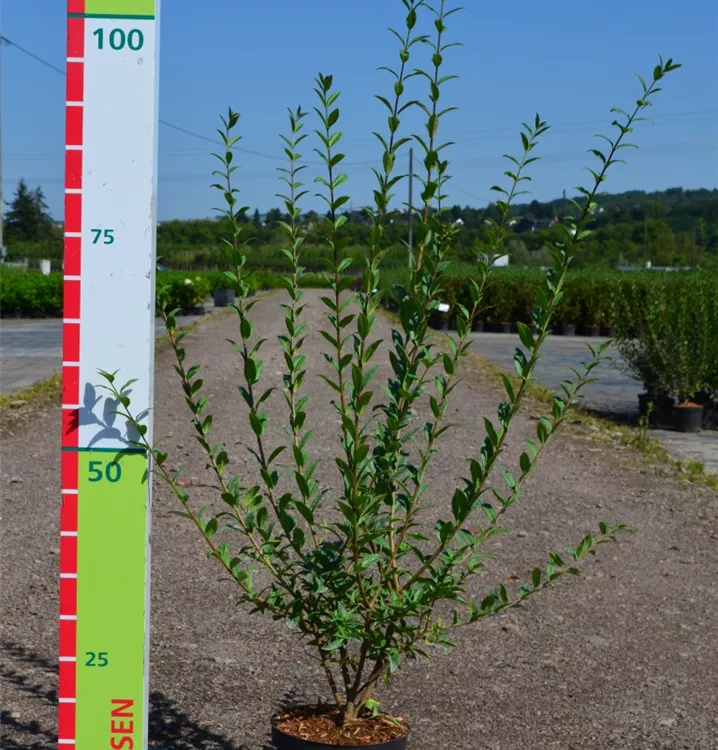 Ligustrum vulgare 'Atrovirens'  Ligustrum vulgare 'Atrovirens'