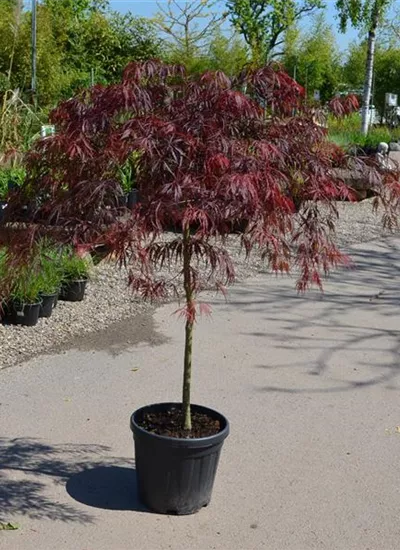 Roter Fächerahorn Roter Fächerahorn