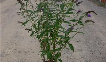 Zum Vergrößern klicken Bildvorschau