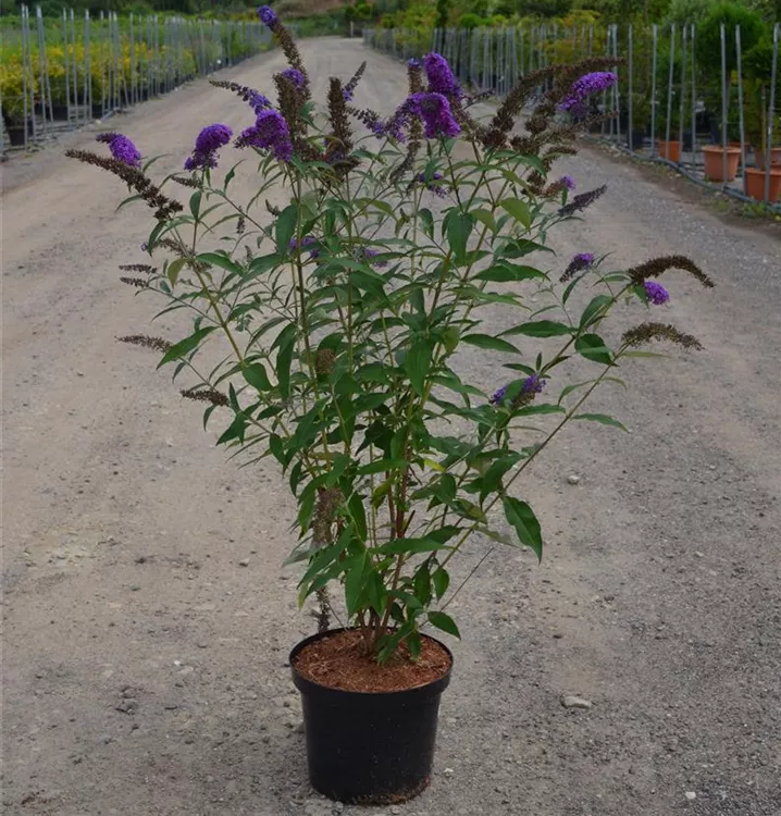 Buddleja davidii in verschiedenen Sorten Buddleja davidii in verschiedenen Sorten