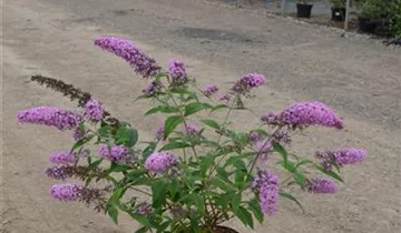 Zum Vergrößern klicken Bildvorschau