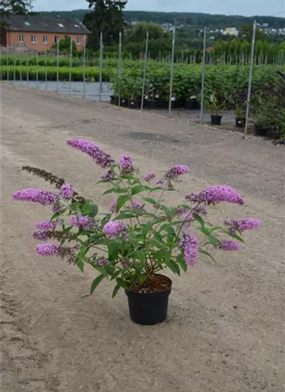 Schmetterlingsflieder  Schmetterlingsflieder