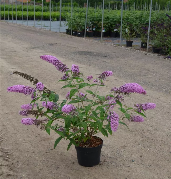 Buddleja davidii in verschiedenen Sorten Buddleja davidii in verschiedenen Sorten