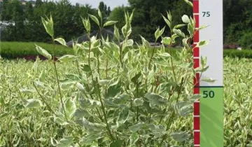 Zum Vergrößern klicken Bildvorschau