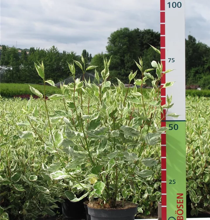 Cornus alba 'Elegantissima' Cornus alba 'Elegantissima'