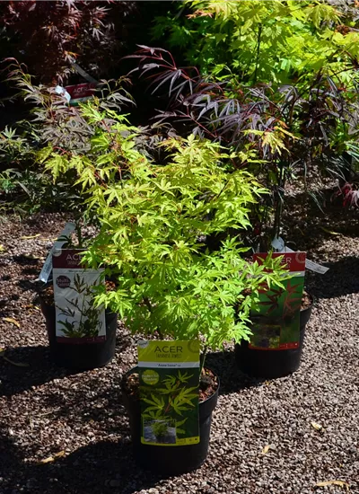 Fächerahorn Fächerahorn