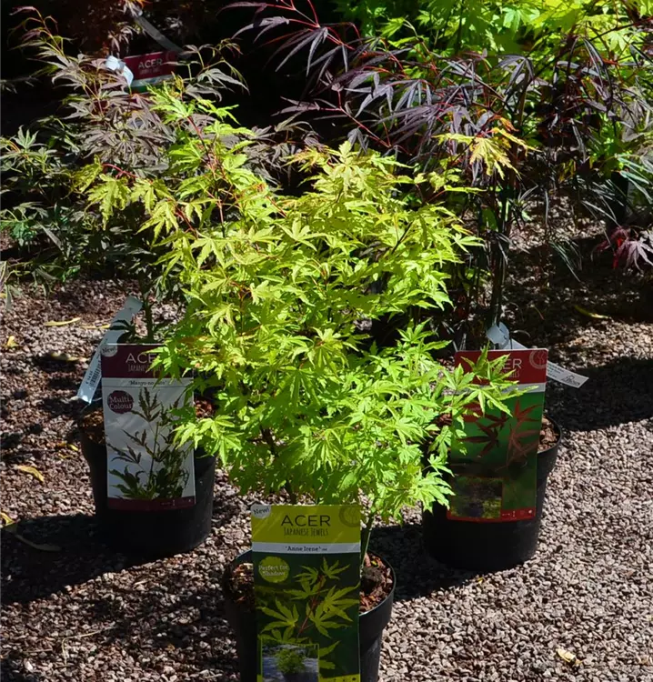 Acer palmatum in verschiedenen Sorten