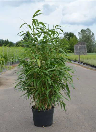 Japanischer Pfeil-Bambus Japanischer Pfeil-Bambus