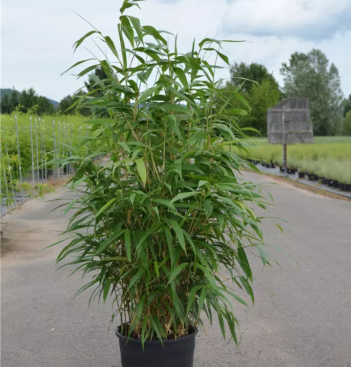 Pseudosasa japonica
