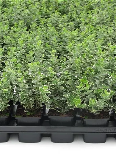 Weißbunte Kriechspindel Weißbunte Kriechspindel