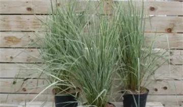 Zum Vergrößern klicken Bildvorschau