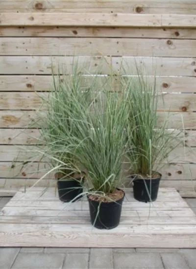 Gestreiftblättriges Reitgras Gestreiftblättriges Reitgras