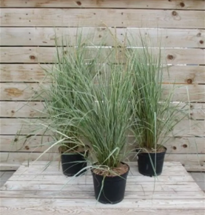 Calamagrostis x acutiflora 'Overdam' Calamagrostis x acutiflora 'Overdam'