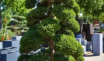 Zum Vergrößern klicken Bildvorschau