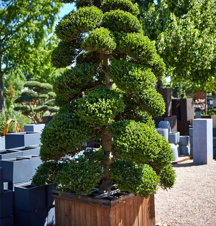 Ilex crenata 'Kimne' Ilex crenata 'Kimne'