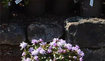 Zum Vergrößern klicken Bildvorschau