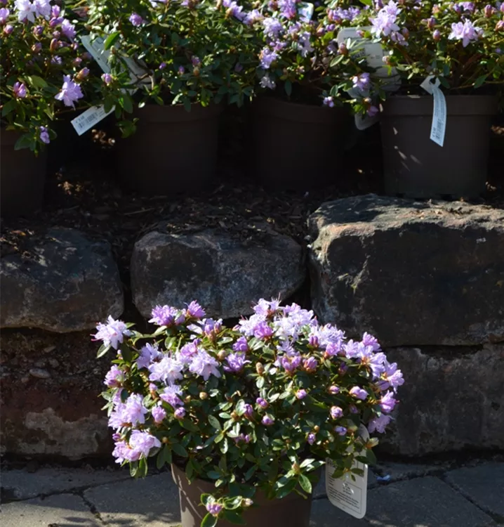 Rhododendron impeditum 'Moerheim'  Rhododendron impeditum 'Moerheim'