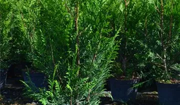 Zum Vergrößern klicken Bildvorschau