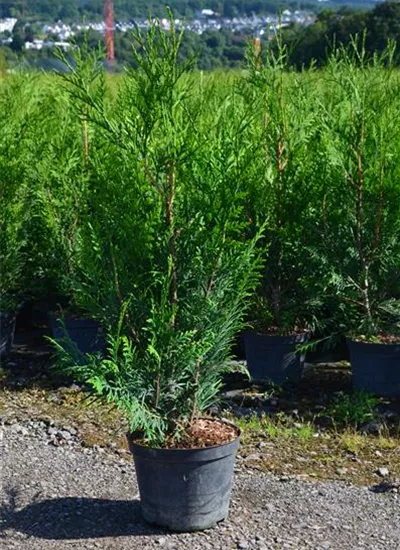 Grüne Bastardzypresse Grüne Bastardzypresse