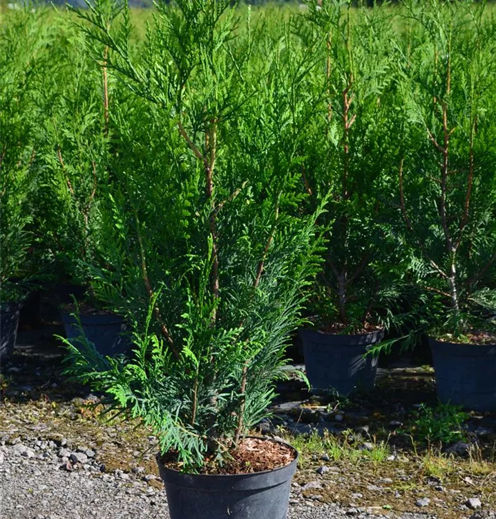 Cupressocyparis leylandii Cupressocyparis leylandii