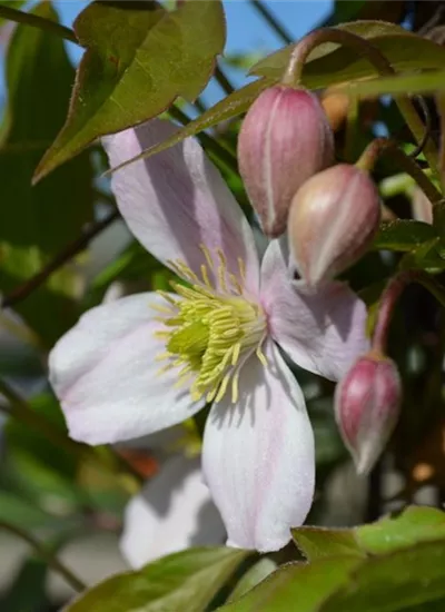 Berg-Waldrebe Berg-Waldrebe
