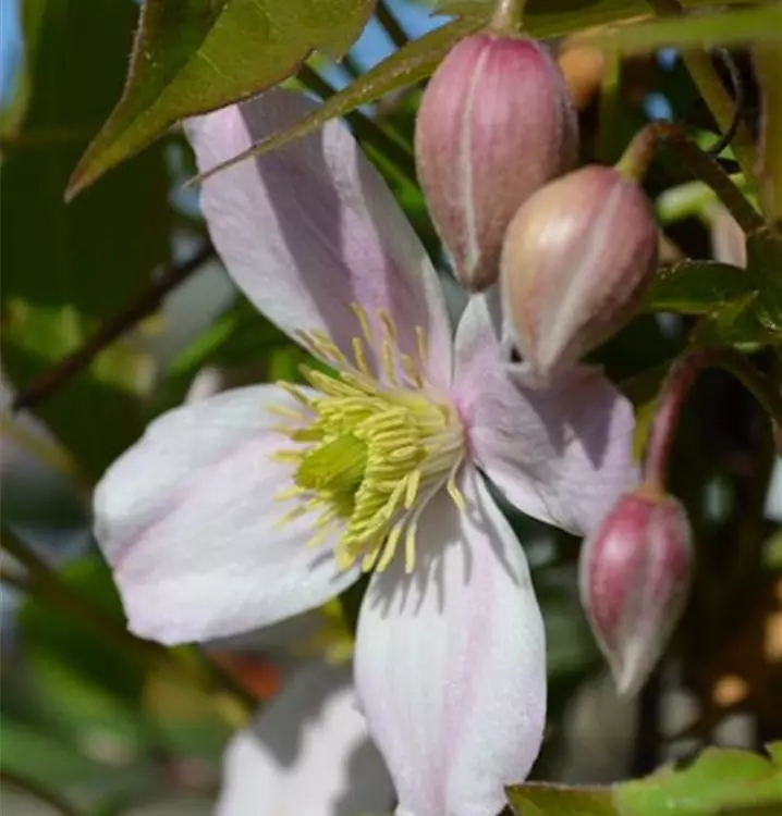 Clematis montana rubens