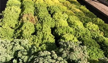 Zum Vergrößern klicken Bildvorschau