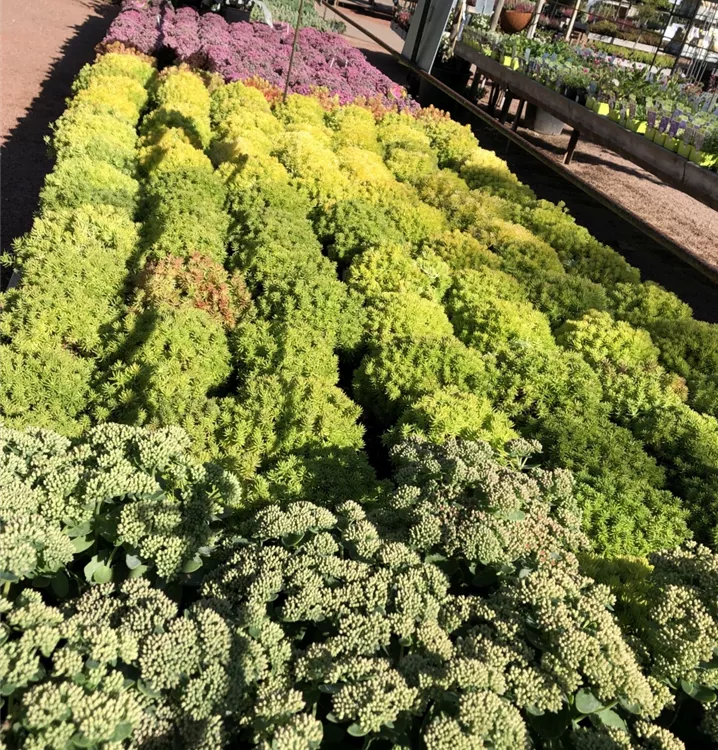 Sedum Sedum
