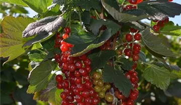 Zum Vergrößern klicken Bildvorschau