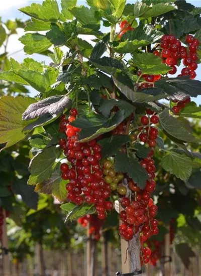 Johannisbeere 'Jonkheer van Tets' Stamm Johannisbeere 'Jonkheer van Tets' Stamm