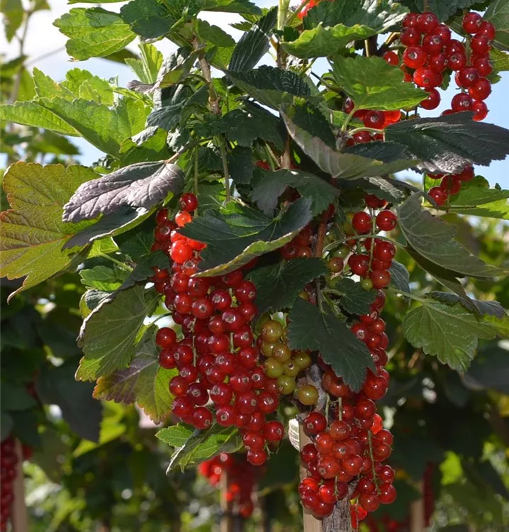 Ribes rubrum 'Jonkheer van Tets' Ribes rubrum 'Jonkheer van Tets'