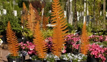 Zum Vergrößern klicken Bildvorschau