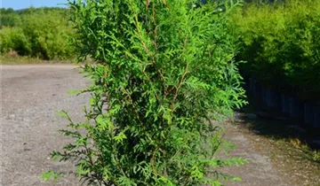 Zum Vergrößern klicken Bildvorschau