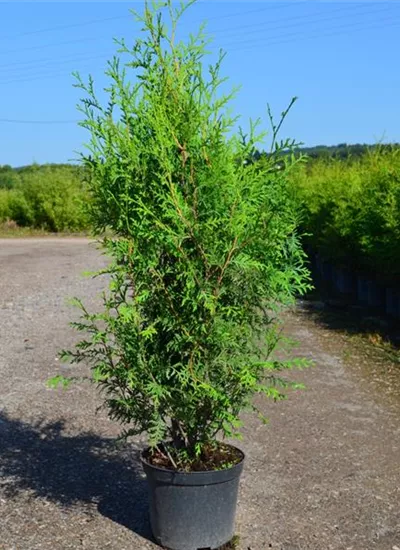 Lebensbaum 'Brabant' Lebensbaum 'Brabant'