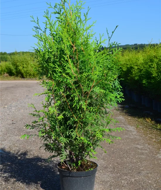 Lebensbaum 'Brabant' Lebensbaum 'Brabant'