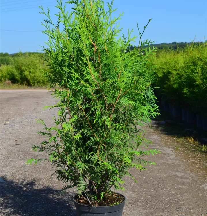 Thuja occ. 'Brabant' Thuja occ. 'Brabant'