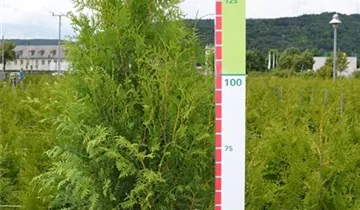 Zum Vergrößern klicken Bildvorschau