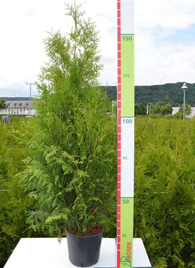 Lebensbaum 'Brabant'  Lebensbaum 'Brabant'