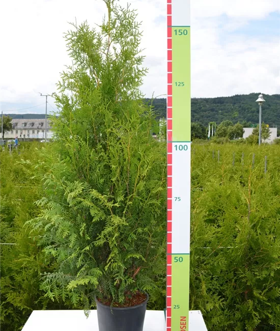 Lebensbaum 'Brabant'  Lebensbaum 'Brabant'