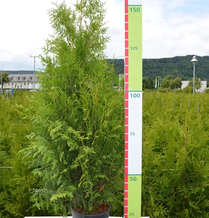 Thuja occ. 'Brabant' Thuja occ. 'Brabant'