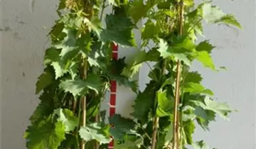 Zum Vergrößern klicken Bildvorschau