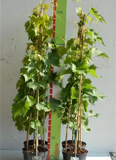 Weintraube blau Weintraube blau