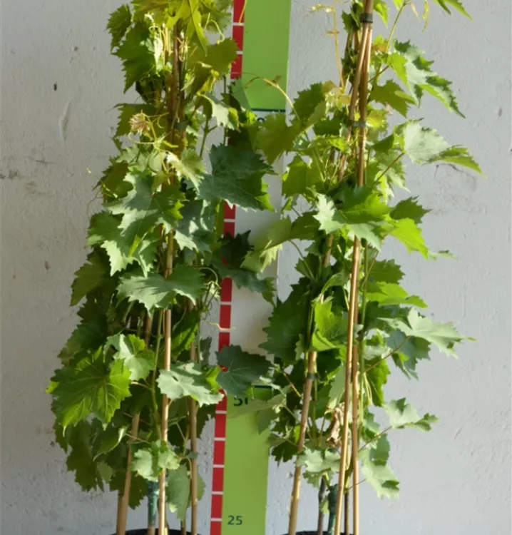 Vitis 'Muscat Bleu' Vitis 'Muscat Bleu'