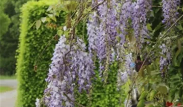 Zum Vergrößern klicken Bildvorschau